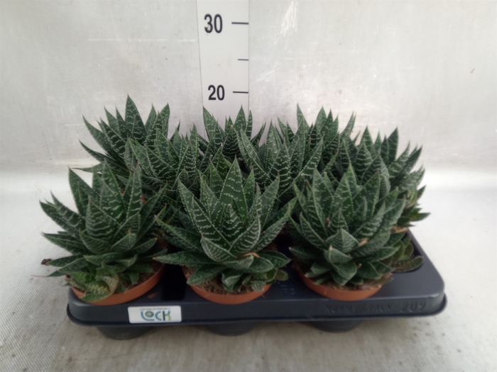 <h4>Gasteria</h4>