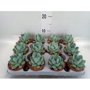 Pachyphytum 'Corvus'