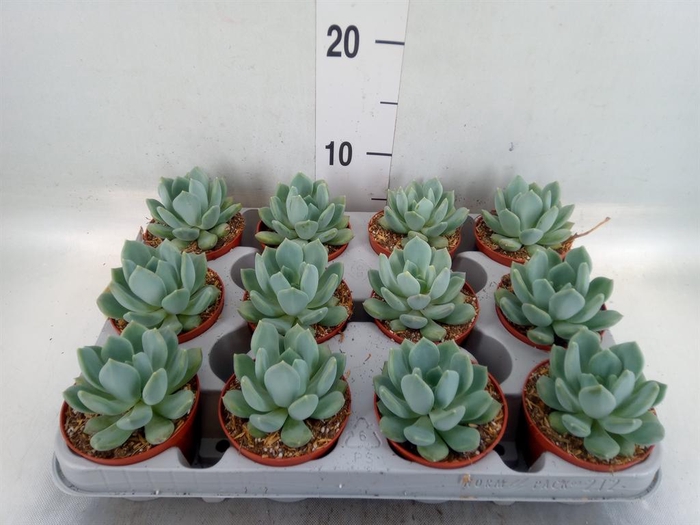 <h4>Pachyphytum  'Corvus'</h4>