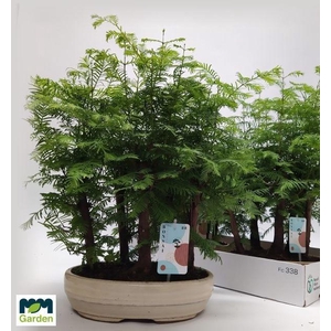 BONSAI OV