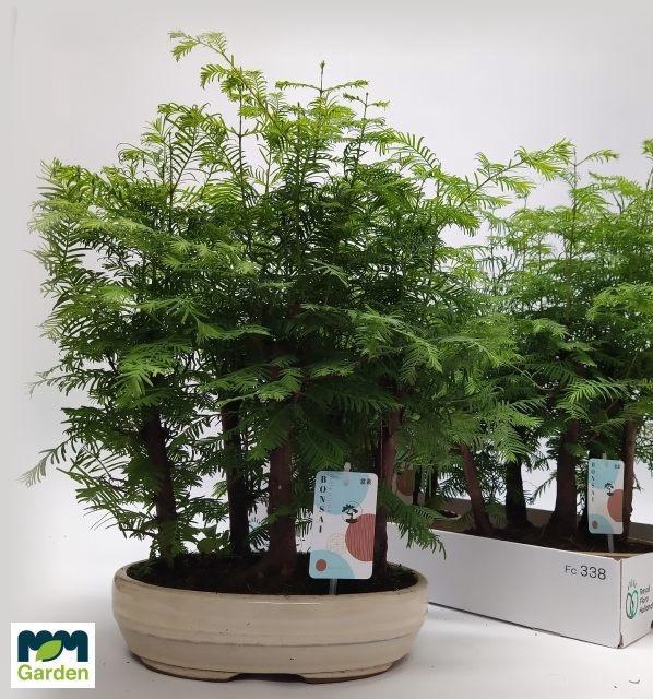 <h4>BONSAI OV</h4>