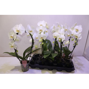 arr8 Phal An Glasgow Mirror