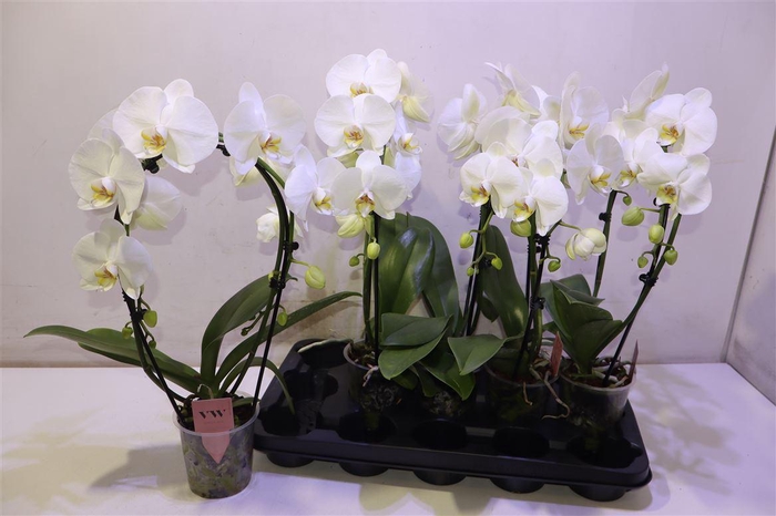 <h4>arr8 Phal An Glasgow Mirror</h4>