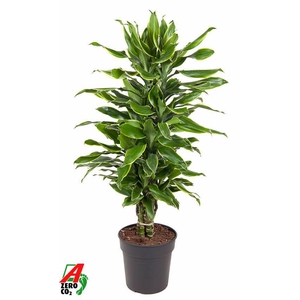 Dra Fr Golden Coast Vertakt