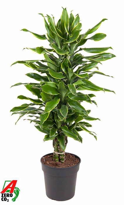 <h4>Dra Fr Golden Coast Vertakt</h4>