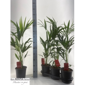 HOWEA FORSTERIANA