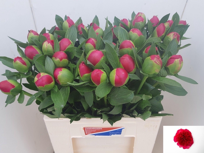 <h4>PAEO BELGRAVIA</h4>