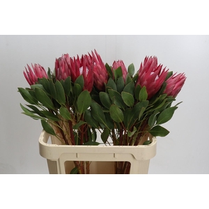 Protea Cynaroides Madiba