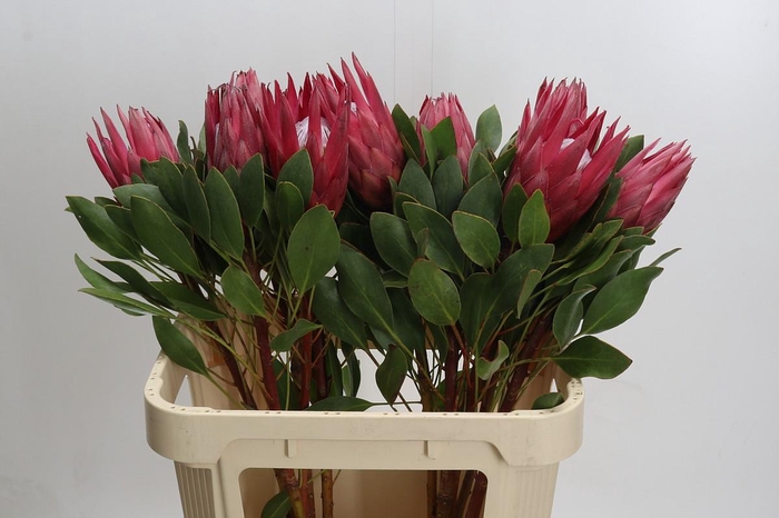 Protea Cynaroides Madiba