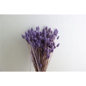 Dried Phalaris X5 Frosted Milka Bunch