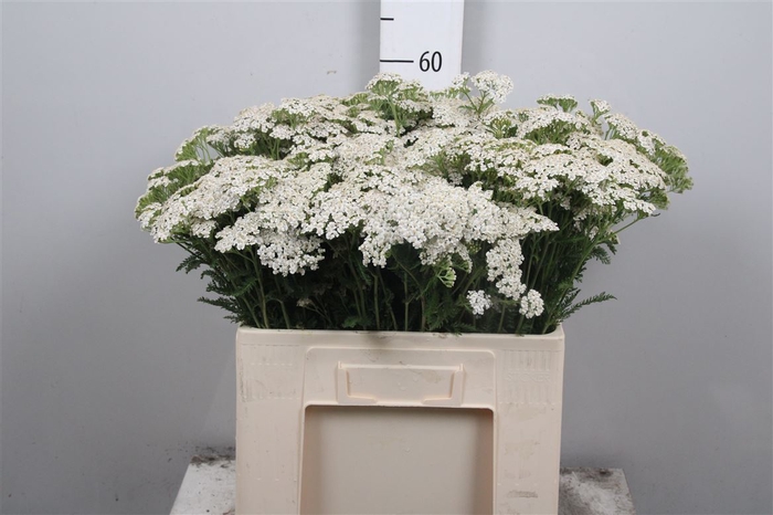 <h4>Achil M White Beauty</h4>