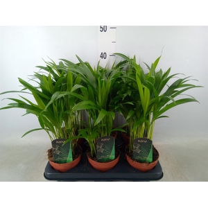 Dypsis lutescens   ...Chrysalidoca