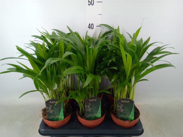 <h4>Dypsis lutescens   ...Chrysalidoca</h4>