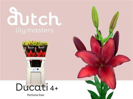 <h4>LI AS DUCATI 4</h4>