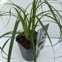 Carex 'Ribbon Falls'