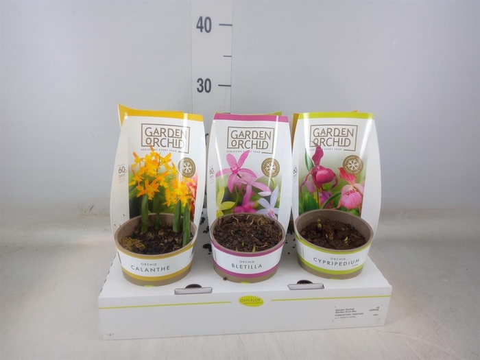 <h4>Orchideeen   ...mix</h4>