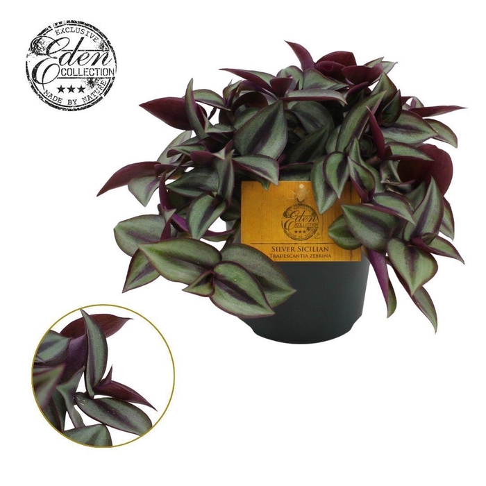 <h4>Trades. Zebrina Compacta 10,5cm</h4>