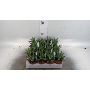 Haworthia fasciata 'Concolor'