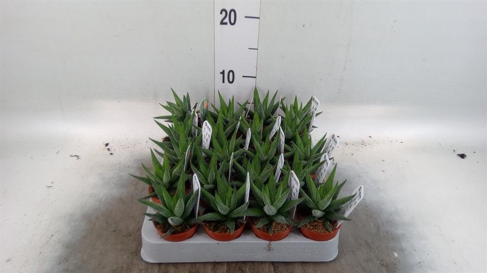 <h4>Haworthia fasciata 'Concolor'</h4>