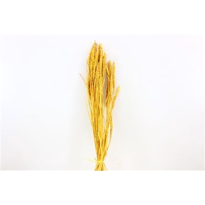 Dried Triticum Bleached Yellow Bunch