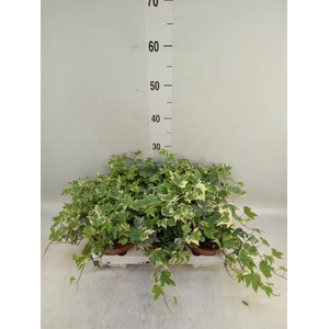 Hedera   ...variegated