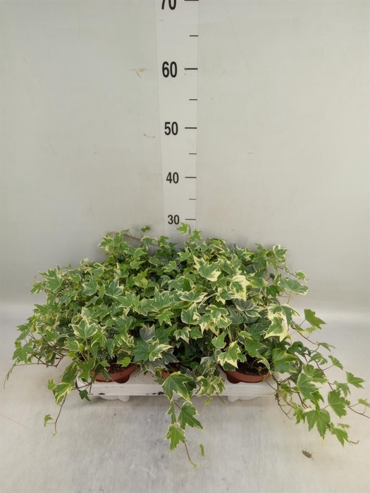 <h4>Hedera ...variegated</h4>