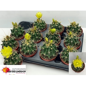 CACTUS BLOEIEND GEM