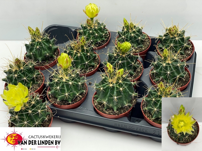 <h4>CACTUS BLOEIEND GEM</h4>