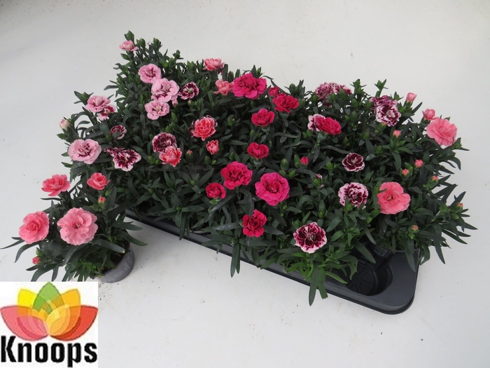 <h4>DIAN OSC GEM</h4>