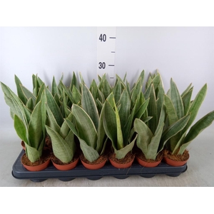 Sansevieria trifa.   ...