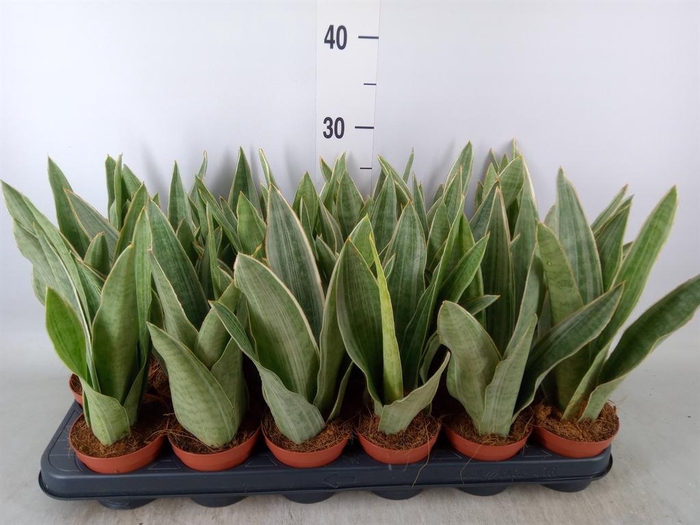 <h4>Sansevieria trifa.   ...</h4>