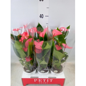 Anthurium andr. 'Pink Champion'