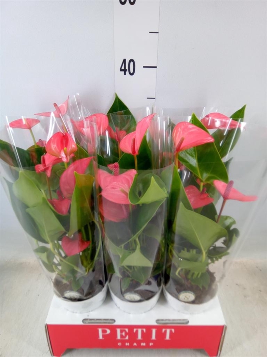 <h4>Anthurium andr. 'Pink Champion'</h4>