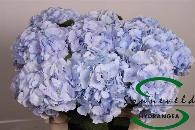 <h4>HYDR M CH VERENA BL</h4>