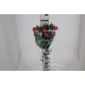 ALSTROEMERIA PAMELA 080 CM