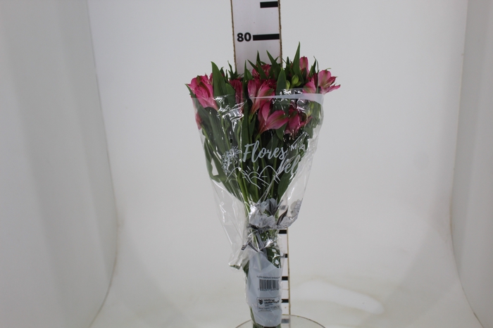 <h4>ALSTROEMERIA PAMELA 080 CM</h4>