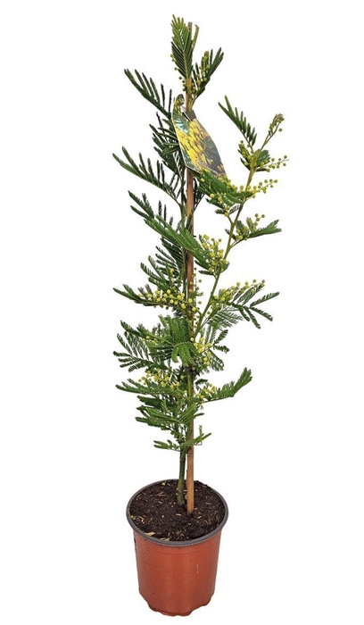 <h4>MIMOSA PUDICA</h4>