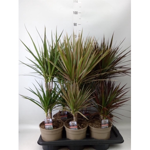 Dracaena   ...mix