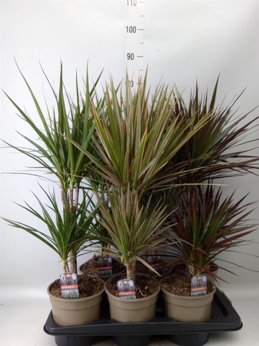 <h4>Dracaena   ...mix</h4>