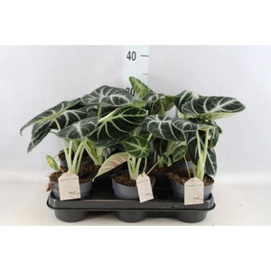 Alocasia   ...