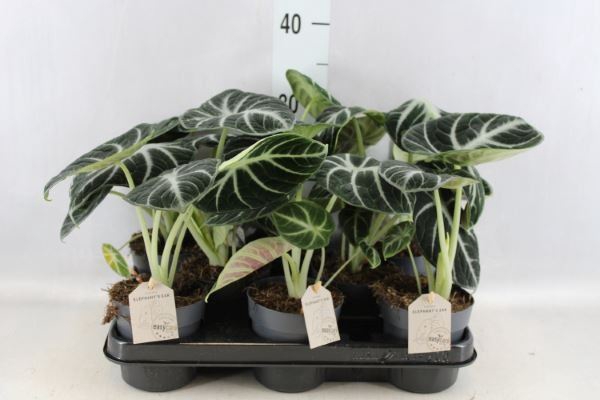<h4>Alocasia   ...</h4>