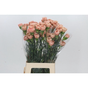 Dianthus St Honey
