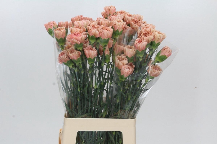 <h4>Dianthus St Honey</h4>