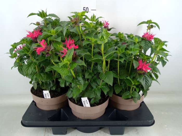 <h4>Monarda  'Balmy Purple'</h4>