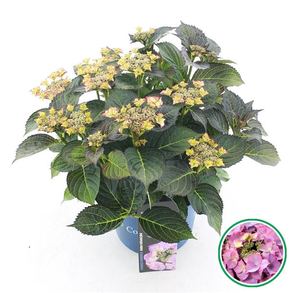 <h4>Hydrangea teller Royalty® 'Tiffany'® Paars C5 (23cm.) Kn.</h4>