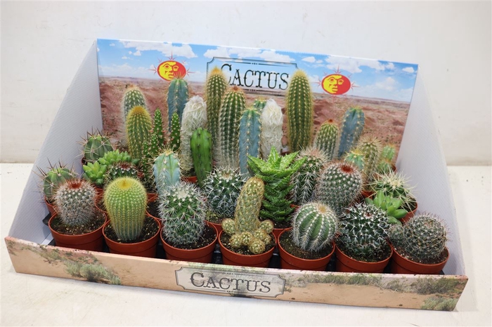 <h4>arr8 Cactus Gem</h4>