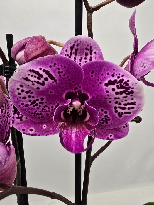 <h4>Limited 26 week 1</h4>