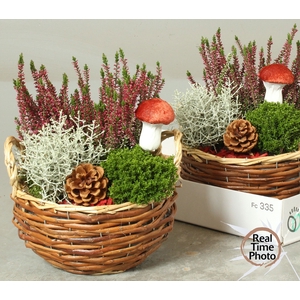 ARR TUINPLANTEN