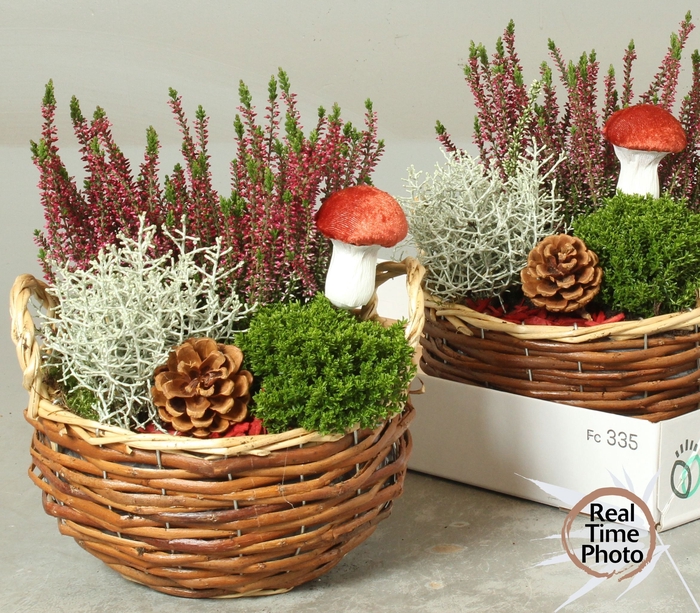 <h4>ARR TUINPLANTEN</h4>