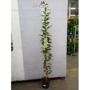 Actinidia arguta 'Issai'